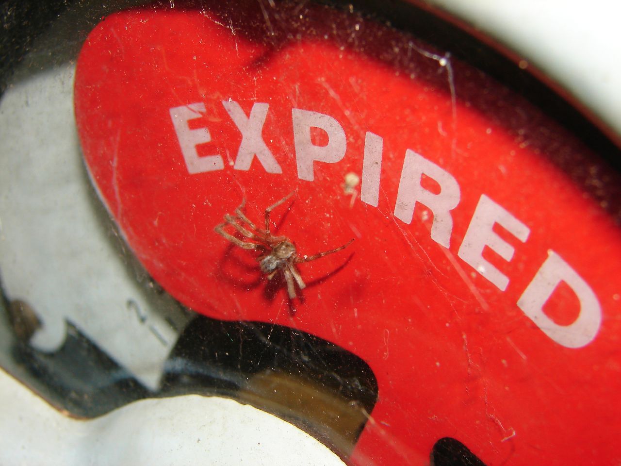 Expired Domains